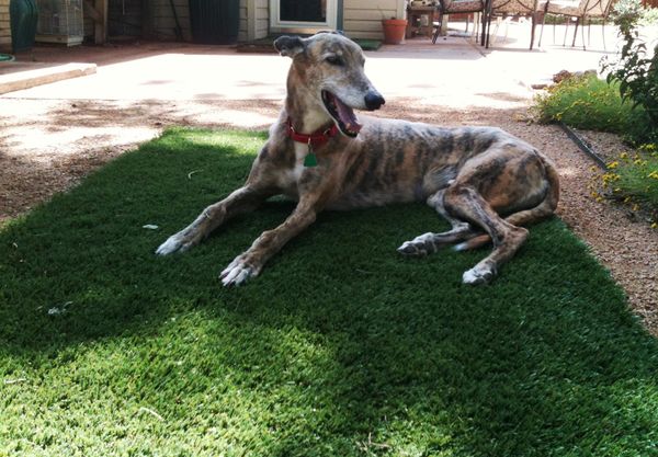 🐾 National Dog Day — Remembering Benny