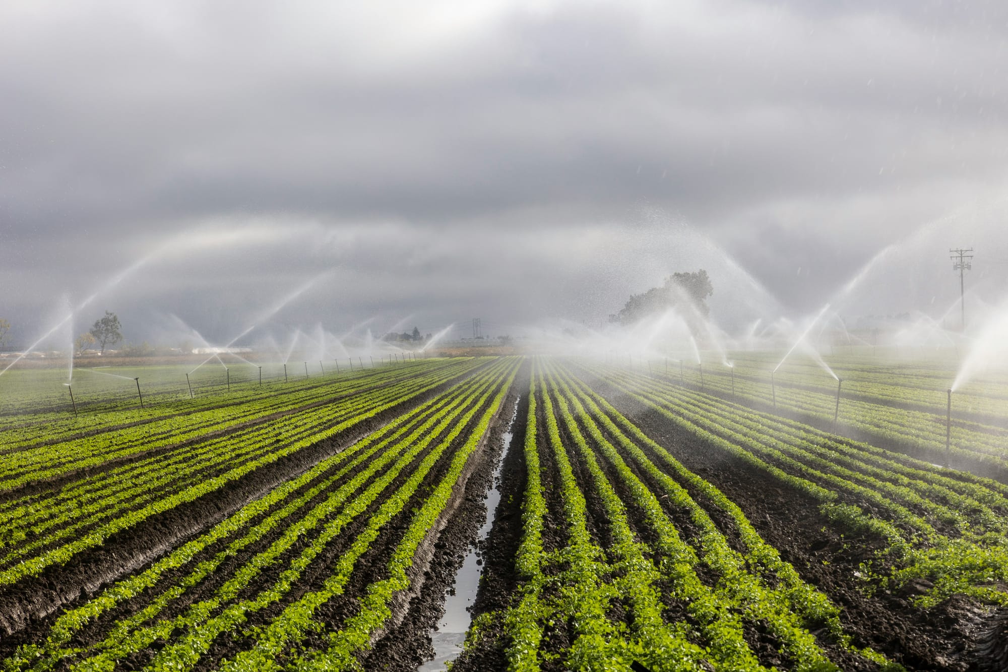 Rows of leafy crops watered by overhead sprinklers under a cloudy sky.