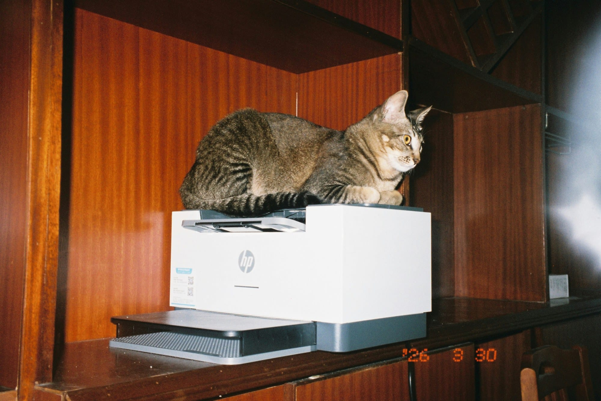 A tabby cat lying on top of a white HP laser printer on a wooden shelf