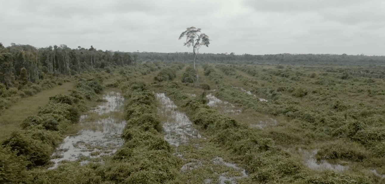 Carbon-rich peatlands in Kalimantan, Indonesia, have been cleared by the government to cultivate crops. Image: Muhammad Fadli/The Washington Post