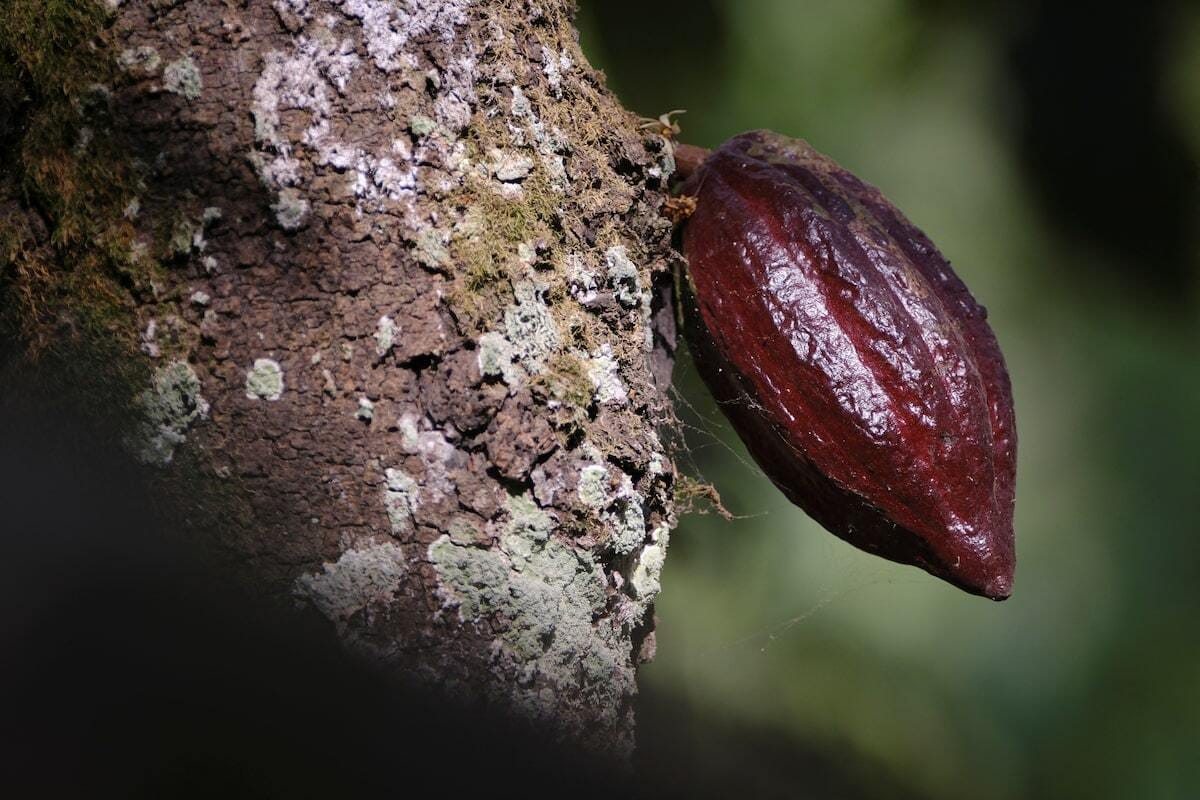 A cocoa pod grows on a farm in Ghana. Photo: Francis Kokoroko/Reuters