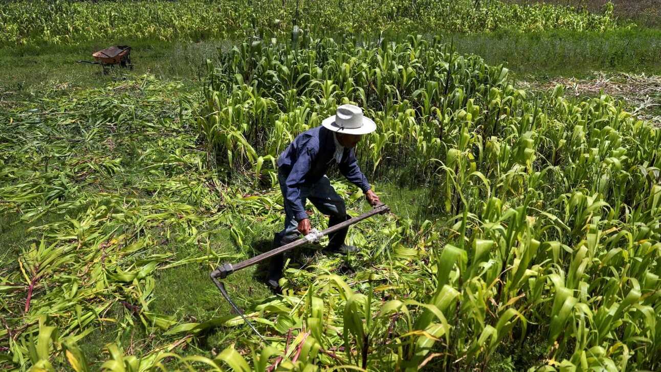 A maize farmer in Toluca, Mexico. Photo: Reuters