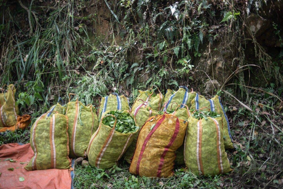 A tea harvest at a farm in Sri Lanka. Photo: Rebecca Conway/Getty Images