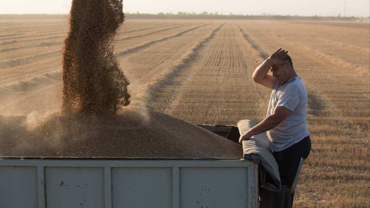Wheat being harvested in Russia. Photo: Andrey Rudakov/Bloomberg