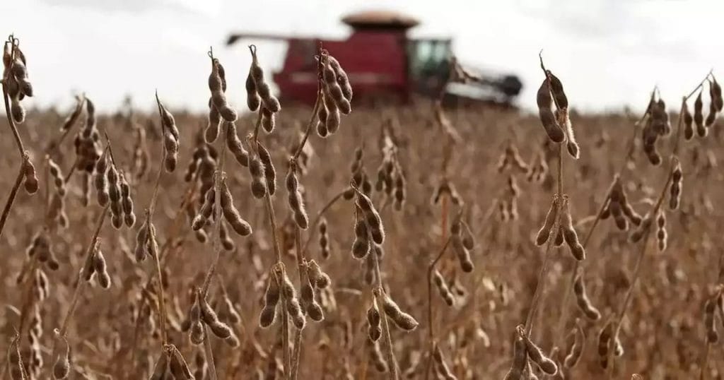The Rosario Grains exchange predicts that Argentina will import 7.9 million tons of soybean this season, up 139% from the previous season
