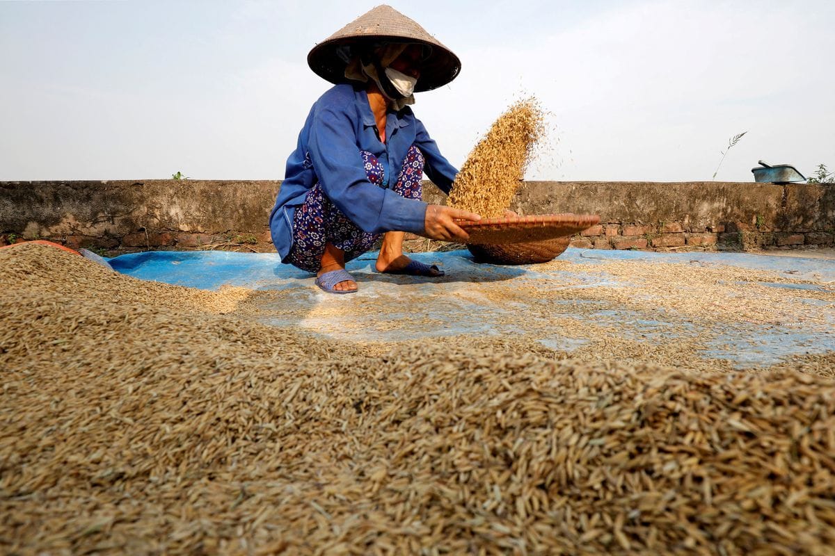 A rice farmer near Hanoi, Vietnam. Photo: Kham/Reuters