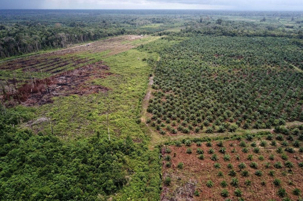 A palm oil plantation in Indonesia. Photo: Januar/AFP/Getty Images