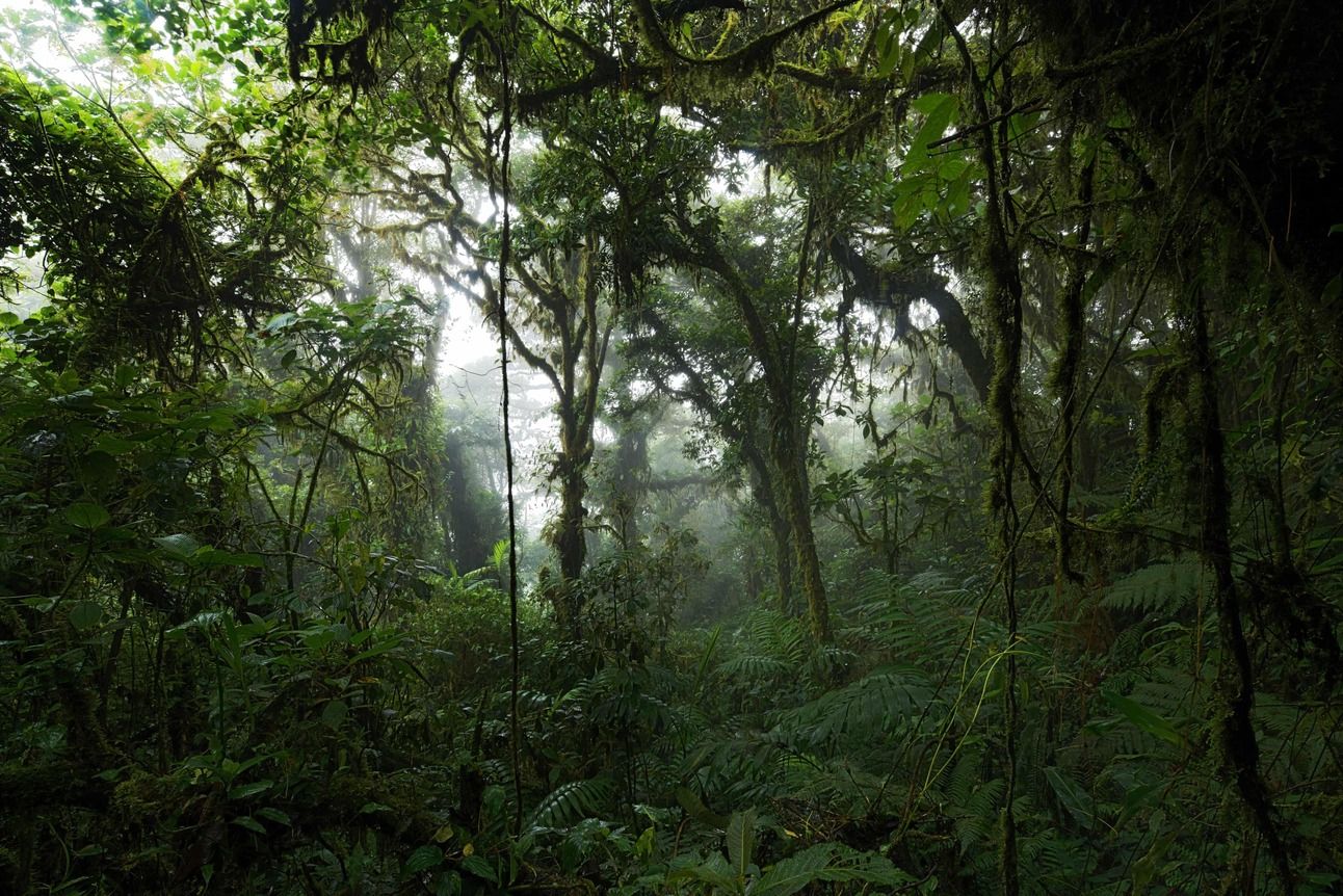 By 2019 Cost Rica’s forests covered more than 53% of the country—up from 40% in 1987. Photo: Christian Sinibaldi/The Guardian