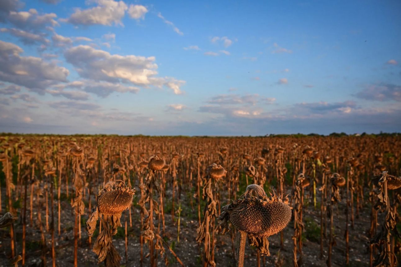 A field of dried-out sunflowers near Alexandria in Romania this summer. Photo: Daniel Milhailescu/AFP