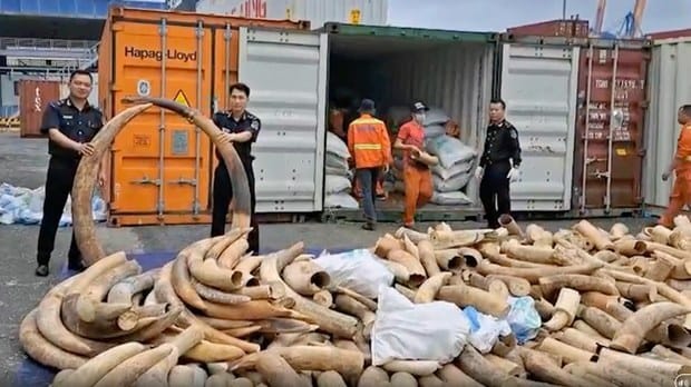 Vietnamese customs officers unload illegally transported ivory. Photo from Tuoi Tre video