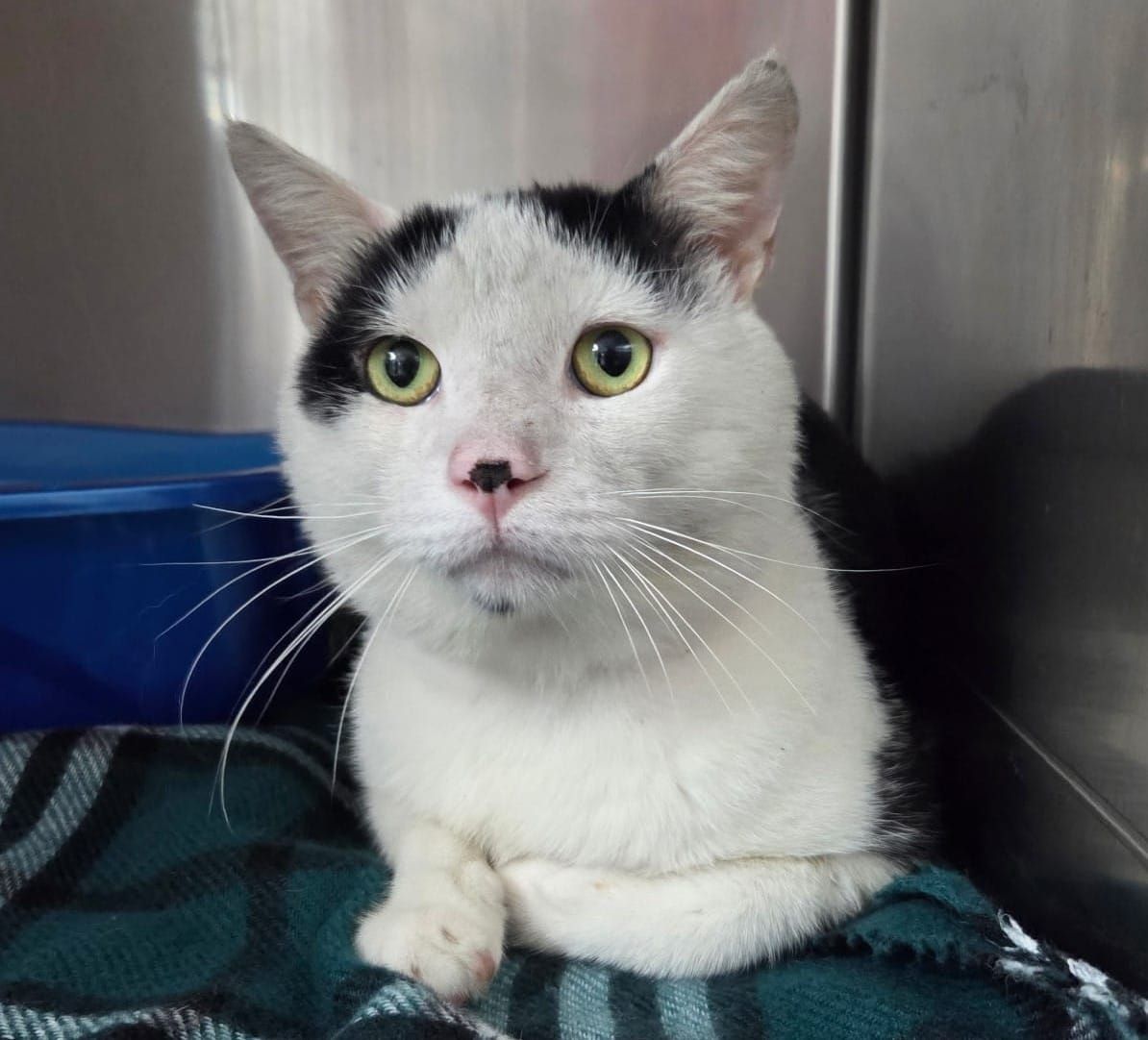 Pet of the Week