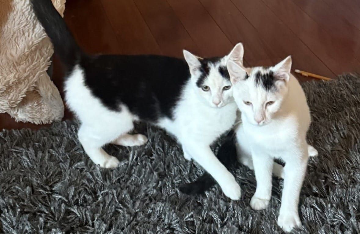 Pets of the Week