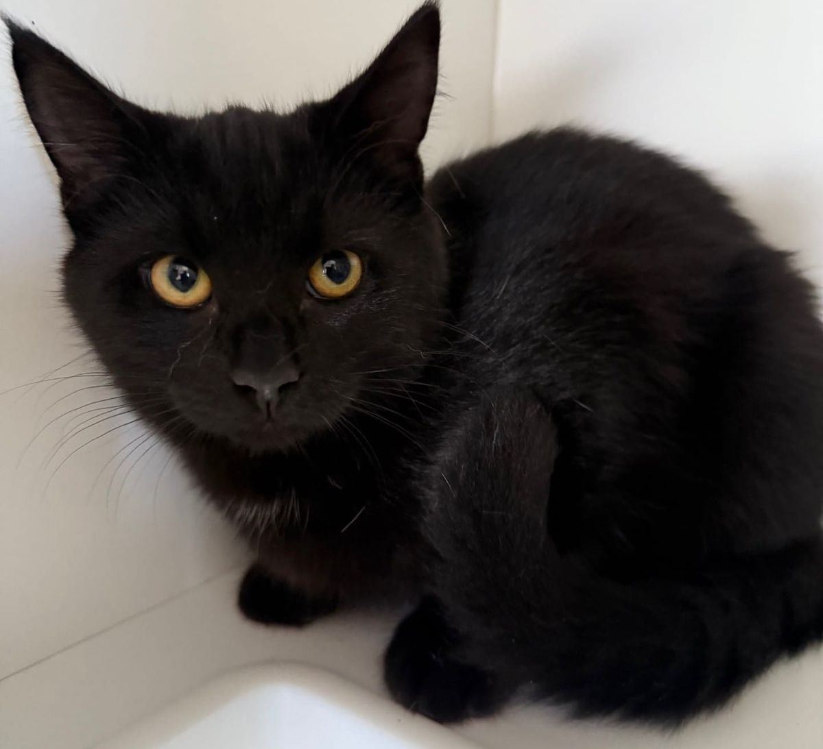 Pets of the Week