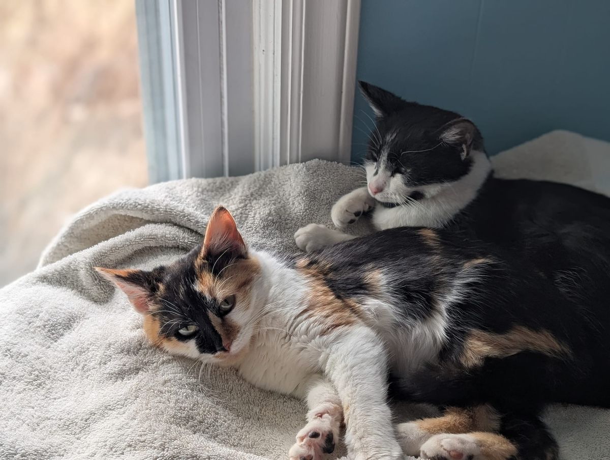 Pets of the Week