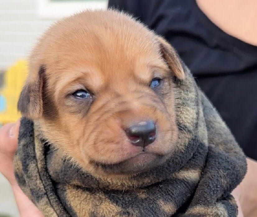 Pups of the Week