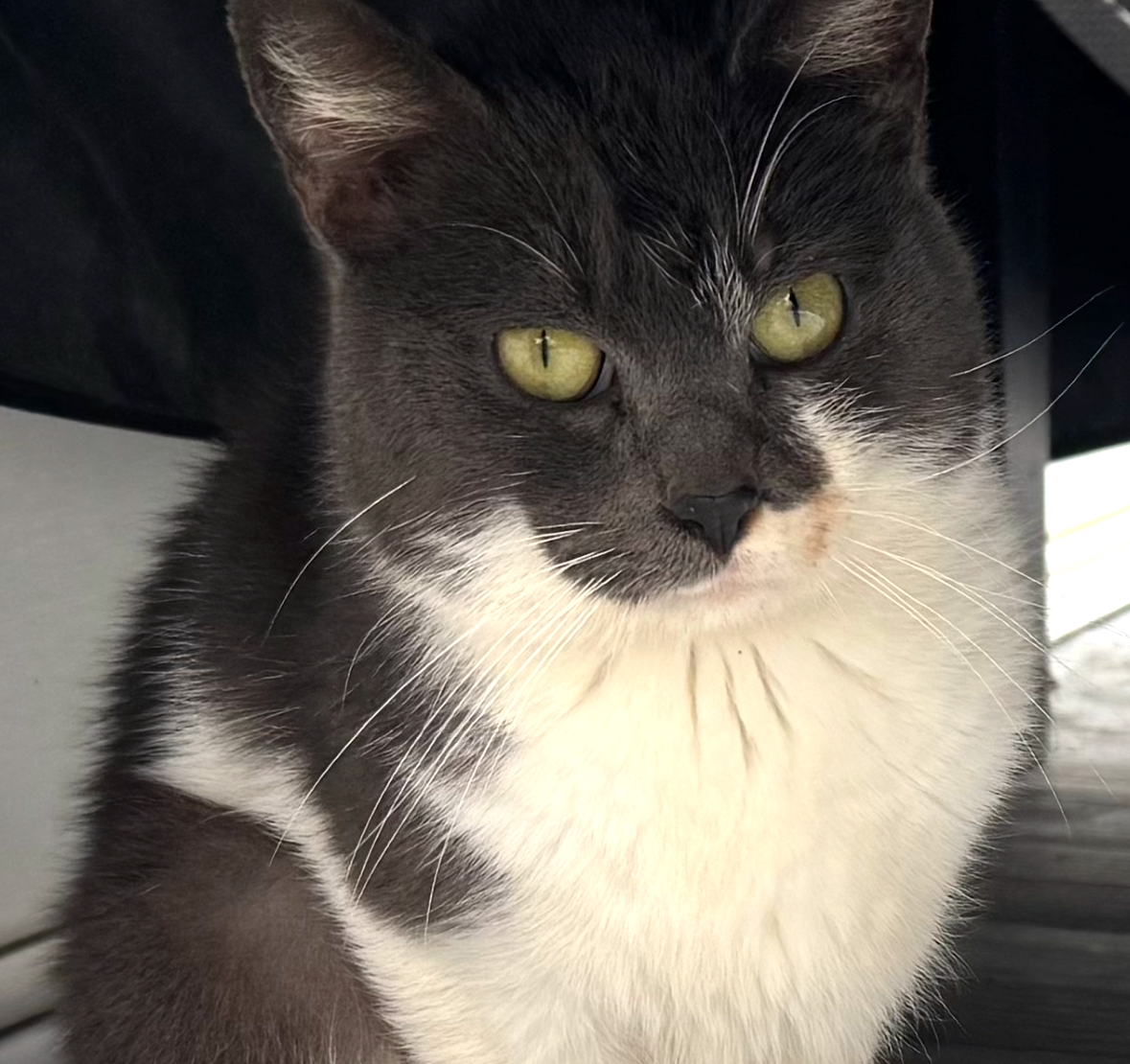 Pet of the Week