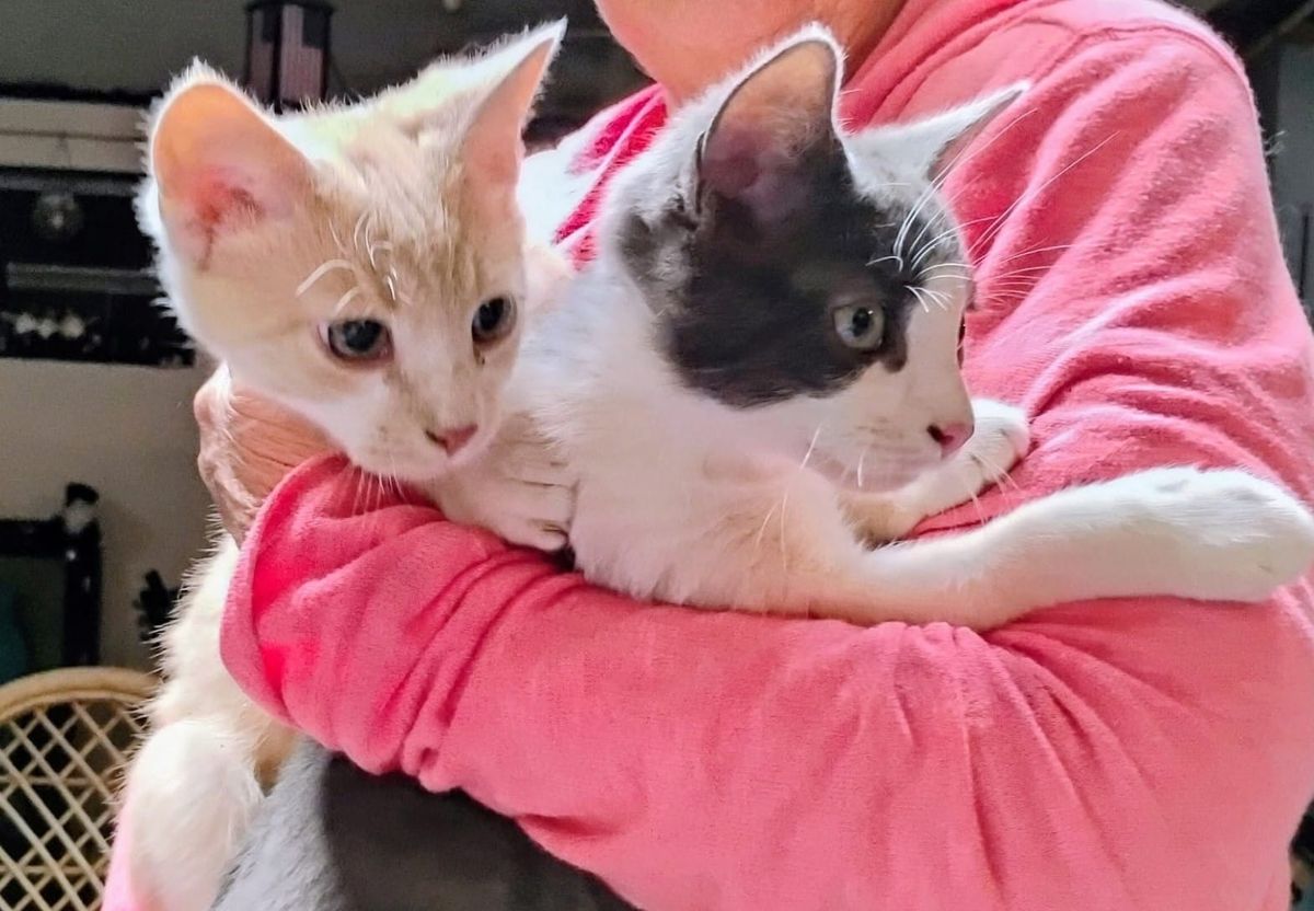 Pets of the week
