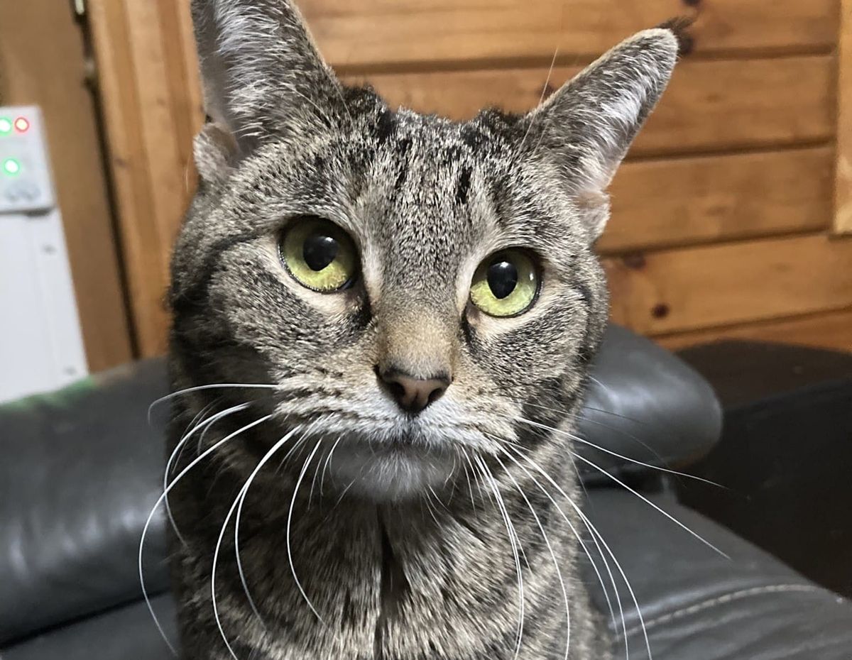 Pet of the Week