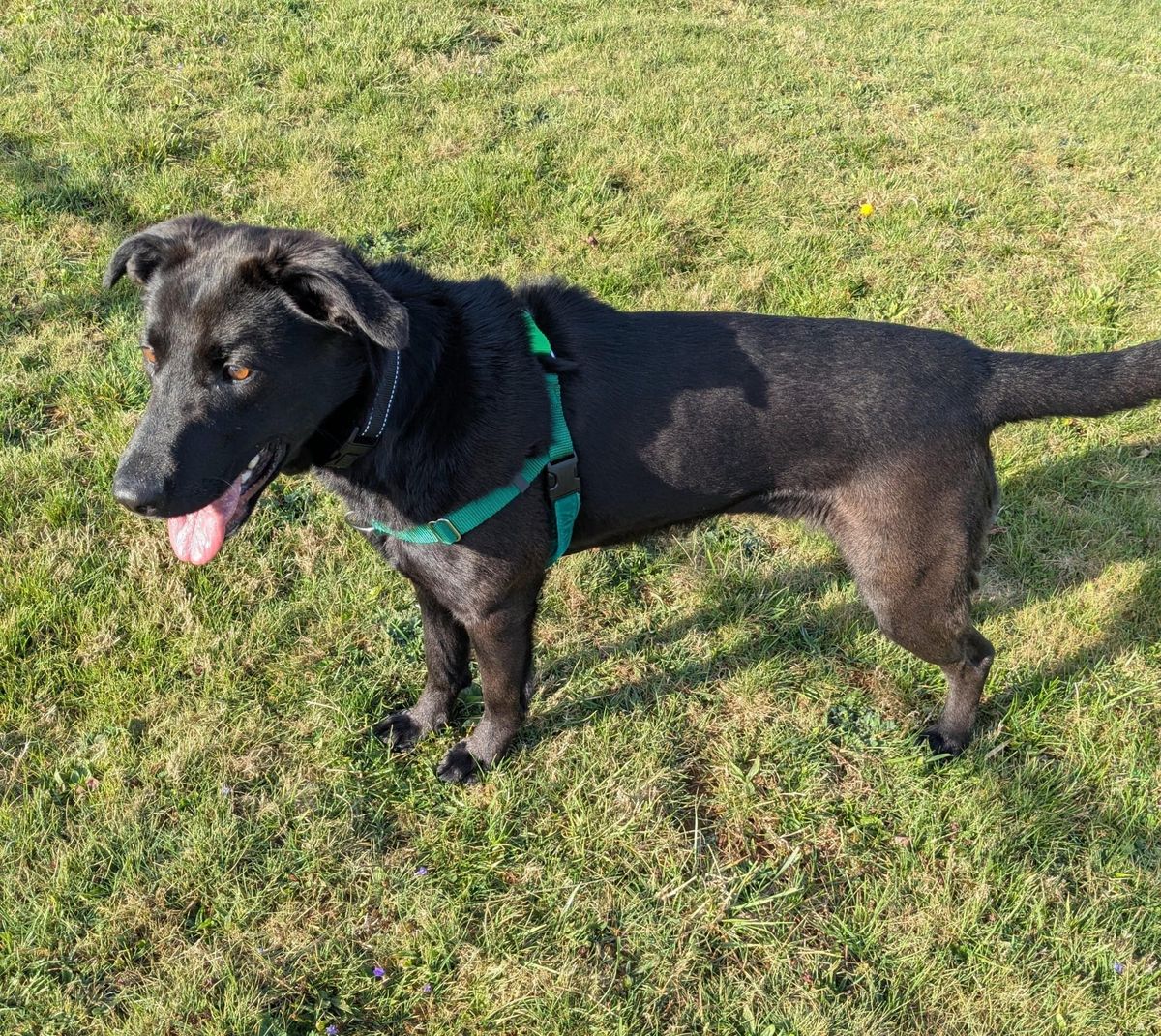 Pet of the Week and Caturday event details