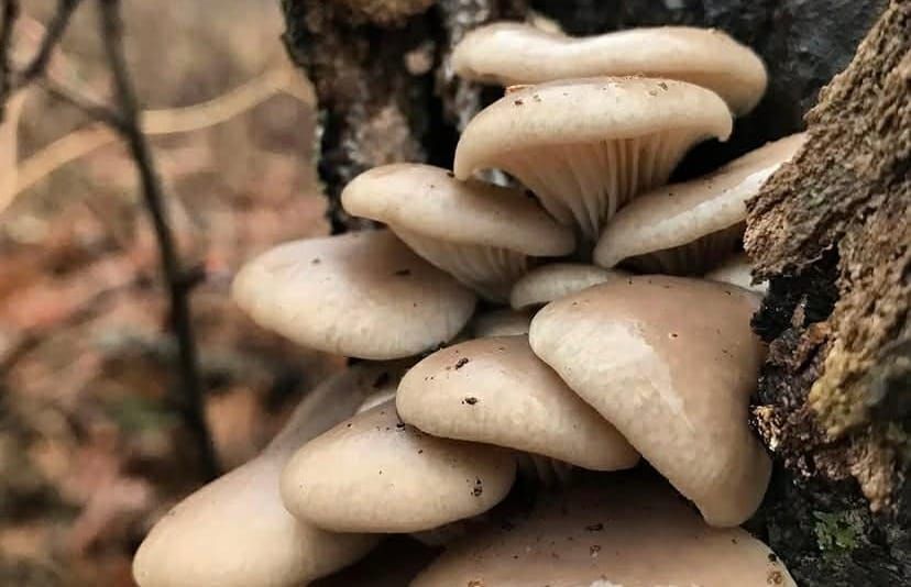 Warmer temperatures deliver the start of foraging season: Common local mushrooms