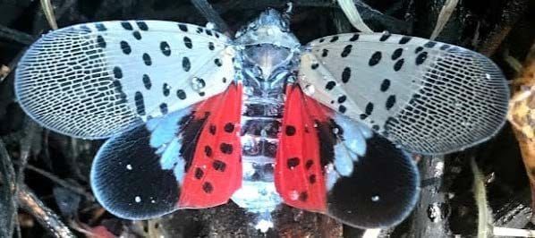 Spring is Hatching Season for Spotted Lanternflies