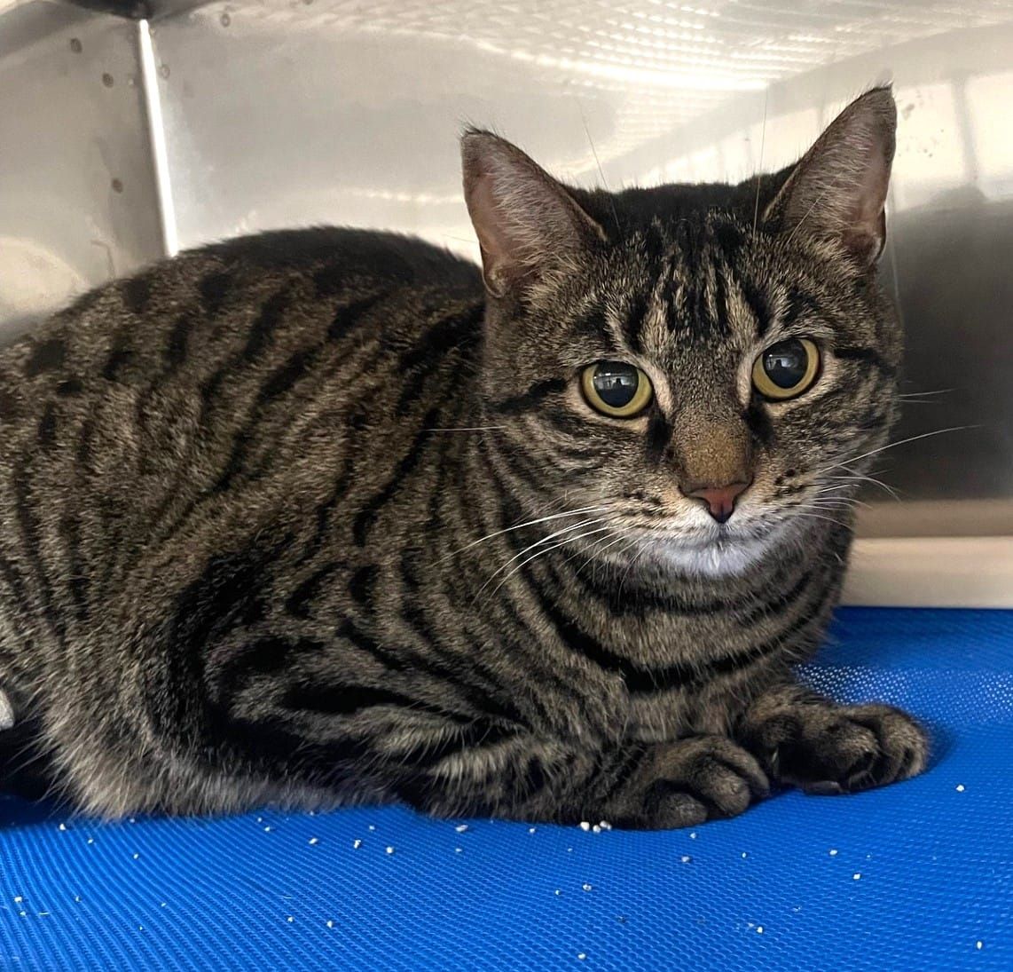 Pet of the Week