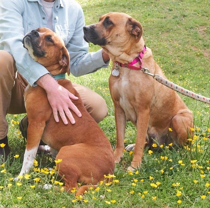 Pets of the Week