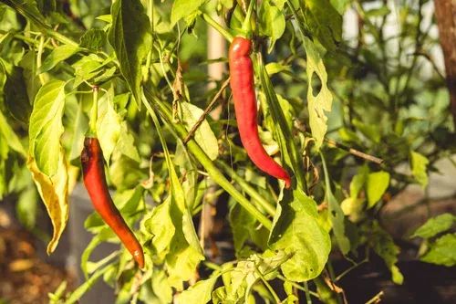 Deer Park Farm expands regional access with new partnership
