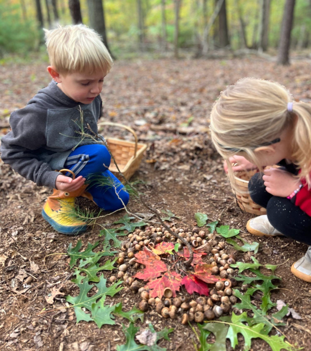 Curriculum Corner: 'Colors in Leaves'