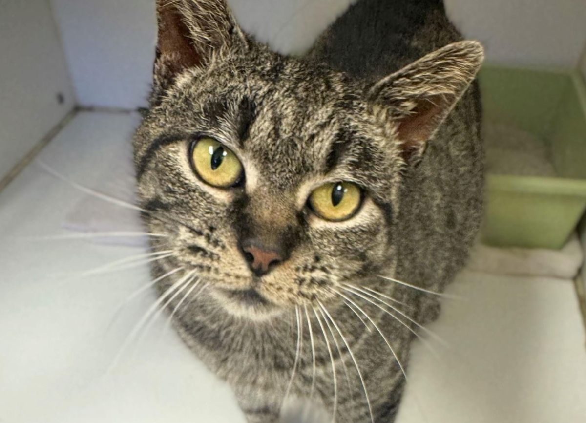 Pets of the Week + Spay/Neuter Shuttle