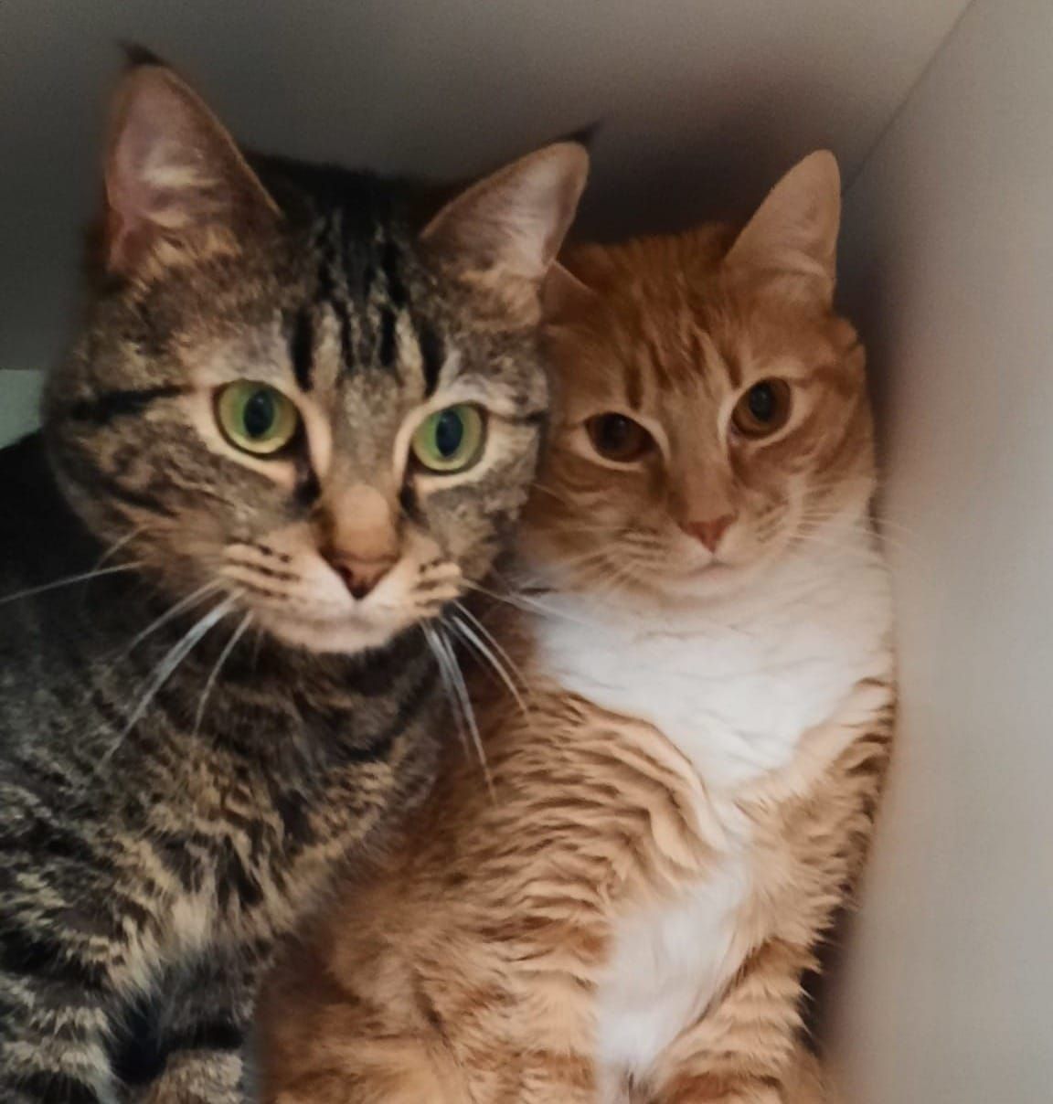 Pets of the Week