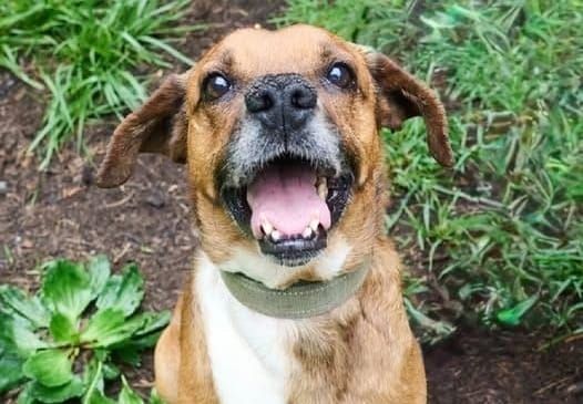 Pet of the Week