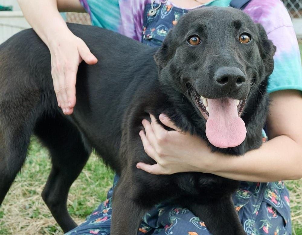 Pet of the Week + Low Cost Dog Shuttle