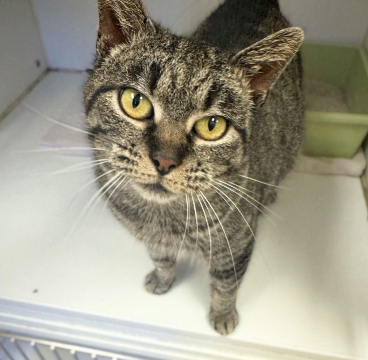 Pet of the Week