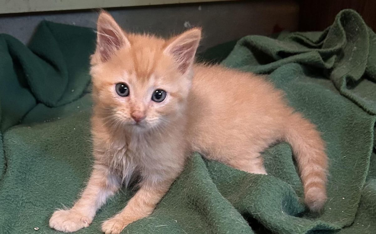 Pet of the Week