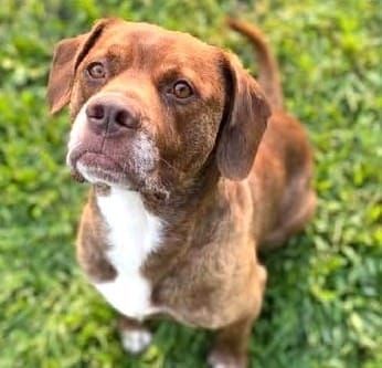 Pet of Week