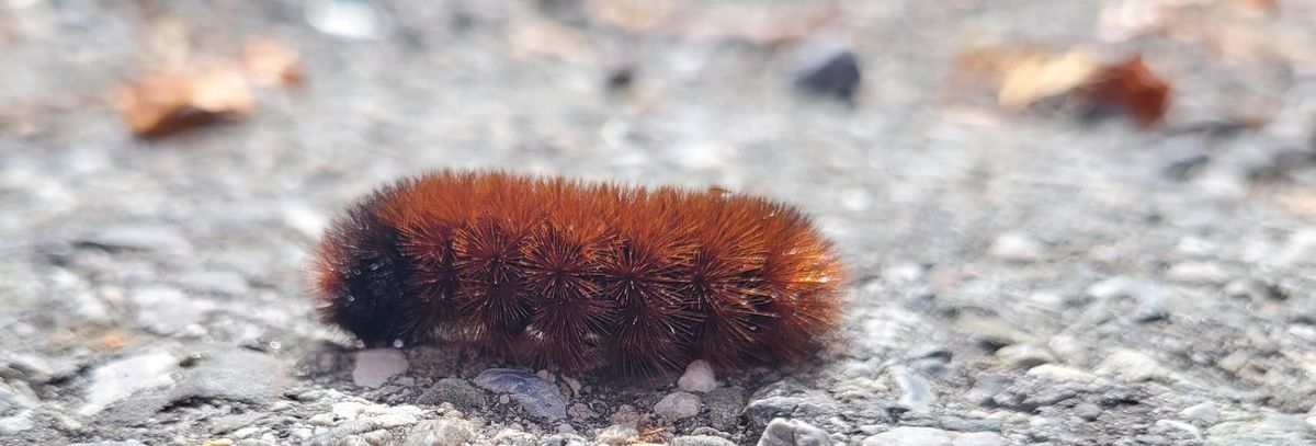 Nature's Winter Predictions: Woolly worms, persimmons seeds