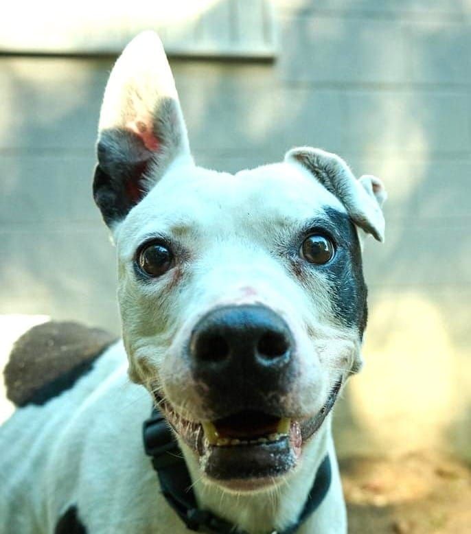 Pet of the Week