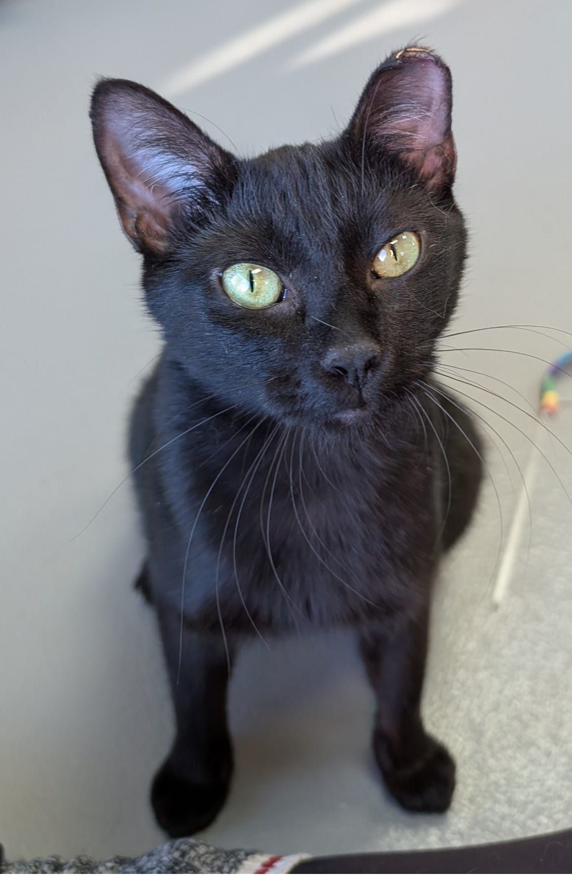 Pet of the Week