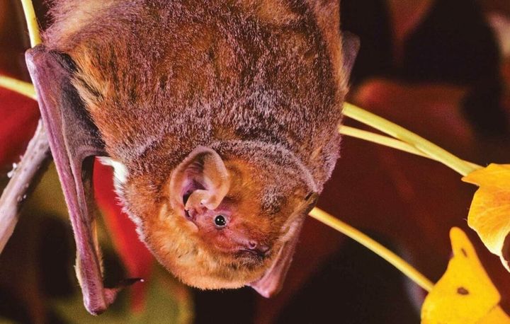 Protection efforts aided by bat diversity