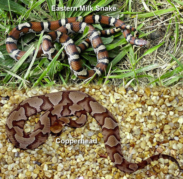 Navigating baby snake season in Floyd