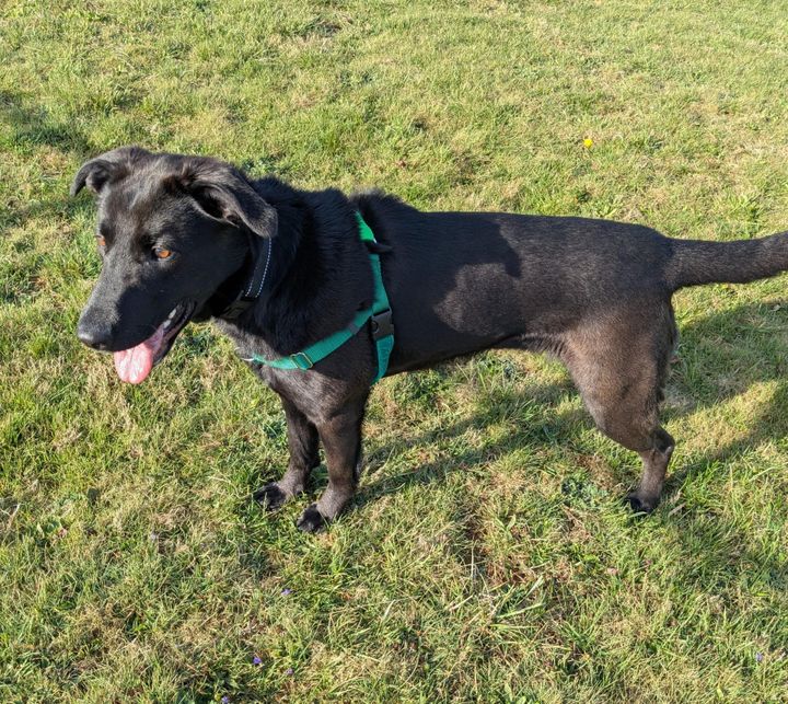 Pet of the Week and Caturday event details