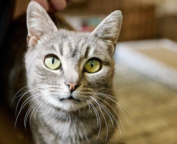 Pet of the Week