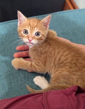 Pet of the Week