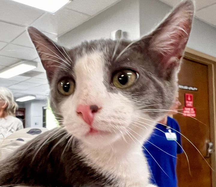 Pets of the Week