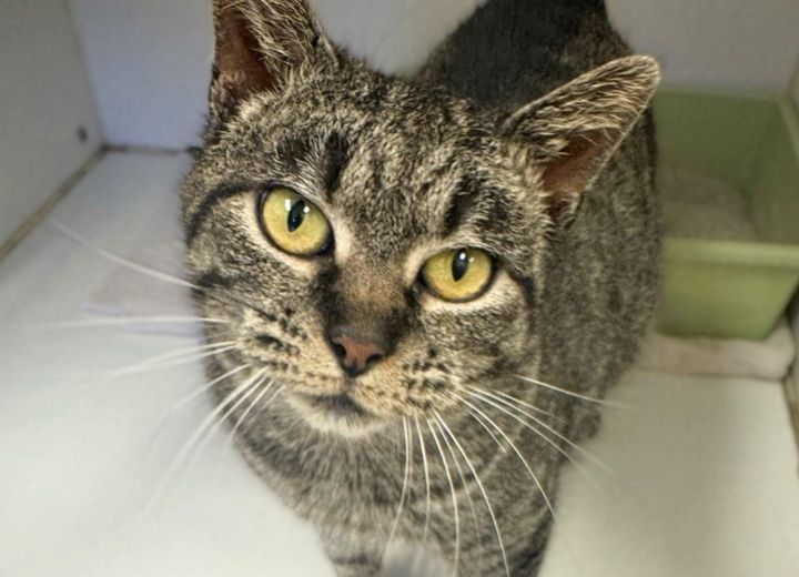 Pets of the Week + Spay/Neuter Shuttle