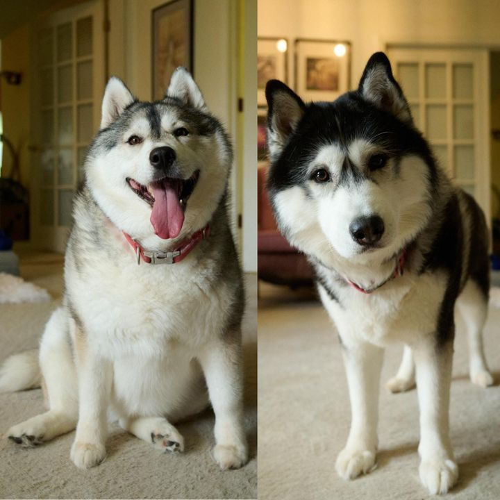 Pets of the Week + Caturday