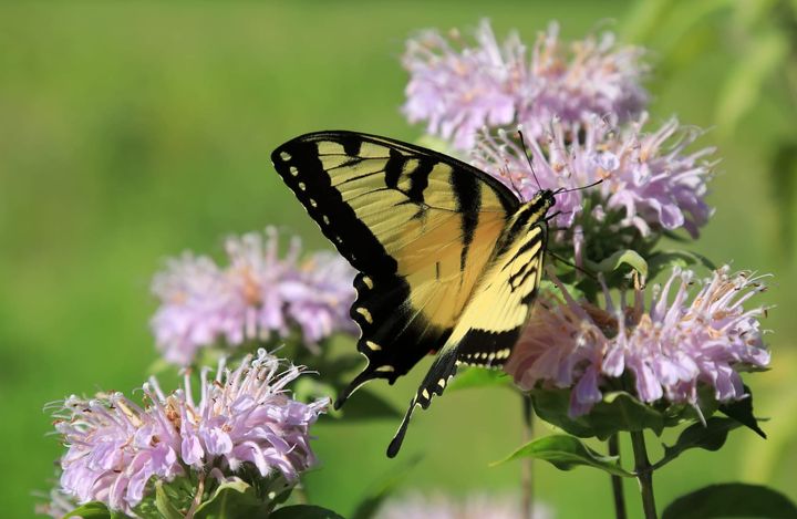 SustainFloyd’s new guide helps Floyd County gardeners create butterfly havens