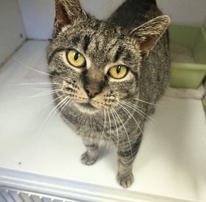 Pet of the Week