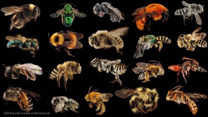 Board votes to support the efforts of Floyd becoming a certified Bee City